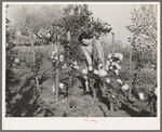 Fruit farmer's wife in her flower garden. Placer County, California
