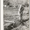 Fruit farmer clearing out irrigation ditch. Placer County, California. Irrigated farming is a new thing to this man who migrated from Oklahoma and has now bought a farm through the Federal Land Bank