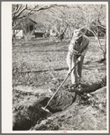 Fruit farmer clearing out irrigation ditch. Placer County, California. Irrigated farming is a new thing to this man who migrated from Oklahoma and has now bought a farm through the Federal Land Bank