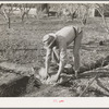 Farmer banking irrigation ditches with sacks. Placer County, California. See caption for 38438D