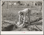 Farmer banking irrigation ditches with sacks. Placer County, California. See caption for 38438D