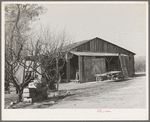 Packing shed of fruit farmer. Placer County, California