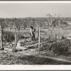 Garden and orchard of Chinese farmer. Placer County, California