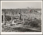 Garden and orchard of Chinese farmer. Placer County, California