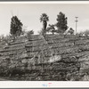 Orchard in hillside showing irrigation ditches and erosion in the foreground. Placer County, California