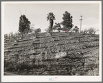 Orchard in hillside showing irrigation ditches and erosion in the foreground. Placer County, California