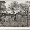 Tenant's house on fruit farm. Placer County, California