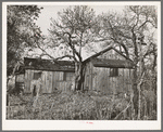 Tenant's house on fruit farm. Placer County, California