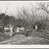 Pruning fruit trees. Placer County, California