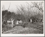 Pruning fruit trees. Placer County, California