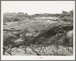 Irrigation pipe. Placer County, California
