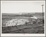 The start of flood irrigation on the hay fields in the valley of the Little Colorado River Valley