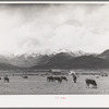 Cows in pasture, the snow-covered Uinta Mountains in the background. Heber, Utah