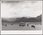 Cows in pasture, the snow-covered Uinta Mountains in the background. Heber, Utah