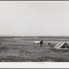 Character of farming land on Dead Ox Flat, part of the Vale-Owyhee irrigation project. Malheur County, Oregon