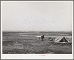 Character of farming land on Dead Ox Flat, part of the Vale-Owyhee irrigation project. Malheur County, Oregon