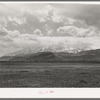 Snow-covered Uinta mountains in background, dandelions in spring pasture in foreground. Heber, Utah