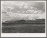 Snow-covered Uinta mountains in background, dandelions in spring pasture in foreground. Heber, Utah