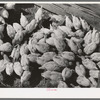 Chickens belonging to Mrs. Free, FSA (Farm Security Administration) rehabilitation borrower. Dead Ox Flat, Malheur County, Oregon