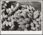 Chickens belonging to Mrs. Free, FSA (Farm Security Administration) rehabilitation borrower. Dead Ox Flat, Malheur County, Oregon