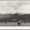 Pasture and snow-covered Uinta Mountains in the spring. Heber, Utah