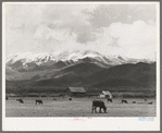 Pasture and snow-covered Uinta Mountains in the spring. Heber, Utah