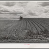 Harrowing an irrigated field at farm of Ray Halstead, FSA (Farm Security Administration) rehabilitation borrower at Dead Ox Flat, Malheur County, Oregon