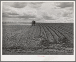 Harrowing an irrigated field at farm of Ray Halstead, FSA (Farm Security Administration) rehabilitation borrower at Dead Ox Flat, Malheur County, Oregon