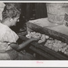 Mrs. Free, wife of FSA (Farm Security Administration) rehabilitation borrower, with incubator and baby chicks. Dead Ox Flat, Malheur County, Oregon