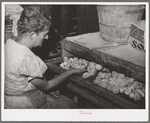 Mrs. Free, wife of FSA (Farm Security Administration) rehabilitation borrower, with incubator and baby chicks. Dead Ox Flat, Malheur County, Oregon