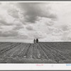 Ray Halstead making a turn while harrowing an irrigated field. He is a FSA (Farm Security Administration) rehabilitation borrower. Dead Ox Flat, Malheur County, Oregon