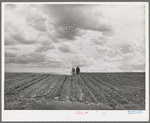 Ray Halstead making a turn while harrowing an irrigated field. He is a FSA (Farm Security Administration) rehabilitation borrower. Dead Ox Flat, Malheur County, Oregon