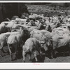Freshly-shorn sheep on ranch in Malheur County, Oregon