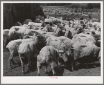 Freshly-shorn sheep on ranch in Malheur County, Oregon