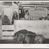 Hogs being auctioned. Ontario, Oregon