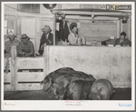 Hogs being auctioned. Ontario, Oregon