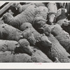 Sheep. Malheur County, Oregon