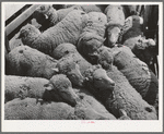 Sheep. Malheur County, Oregon