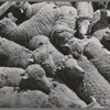 Sheep. Malheur County, Oregon