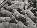 Sheep. Malheur County, Oregon