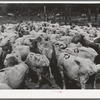 Freshly-shorn sheep on ranch in Malheur County, Oregon