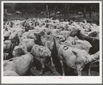 Freshly-shorn sheep on ranch in Malheur County, Oregon