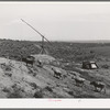 Farm scene on farm of FSA (Farm Security Administration) rehabilitation borrower Nyssa Heights, Oregon, Malheur County. The first year that this land on the Owyhee irrigation project is farmed it is impossible to grow any crops except hay. The farmers in