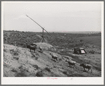 Farm scene on farm of FSA (Farm Security Administration) rehabilitation borrower Nyssa Heights, Oregon, Malheur County. The first year that this land on the Owyhee irrigation project is farmed it is impossible to grow any crops except hay. The farmers in