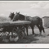 Field horses at noon. Malheur County, Oregon