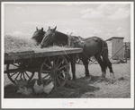 Field horses at noon. Malheur County, Oregon