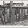 Calves on farm of FSA (Farm Security Administration) rehabilitation borrower. Vale-Owyhee irrigation project. Malheur County, Oregon
