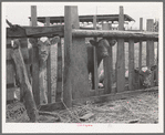 Calves on farm of FSA (Farm Security Administration) rehabilitation borrower. Vale-Owyhee irrigation project. Malheur County, Oregon