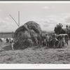 Cattle on farm of FSA (Farm Security Administration) rehabilitation borrower. Vale-Owyhee irrigation project, Malheur County, Oregon