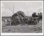 Cattle on farm of FSA (Farm Security Administration) rehabilitation borrower. Vale-Owyhee irrigation project, Malheur County, Oregon